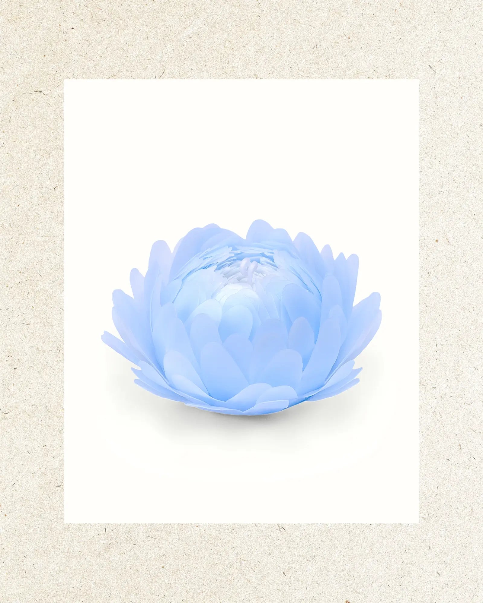 Soft Blue | White Tea