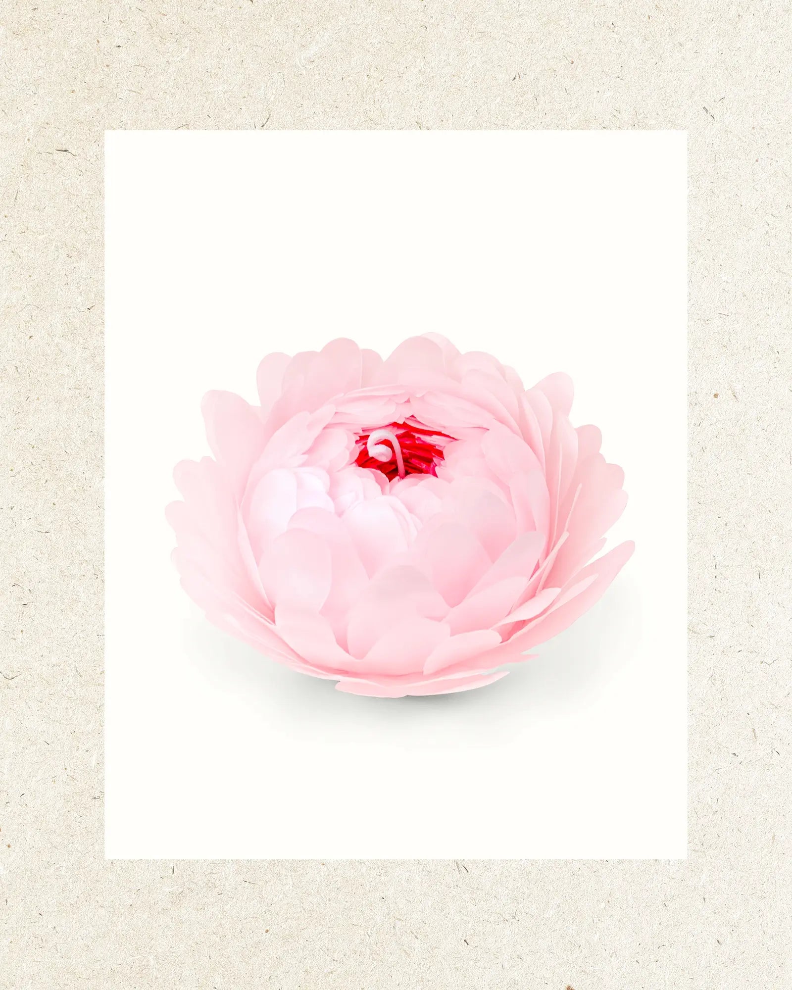 Blush Pink | Magnolia and Peony