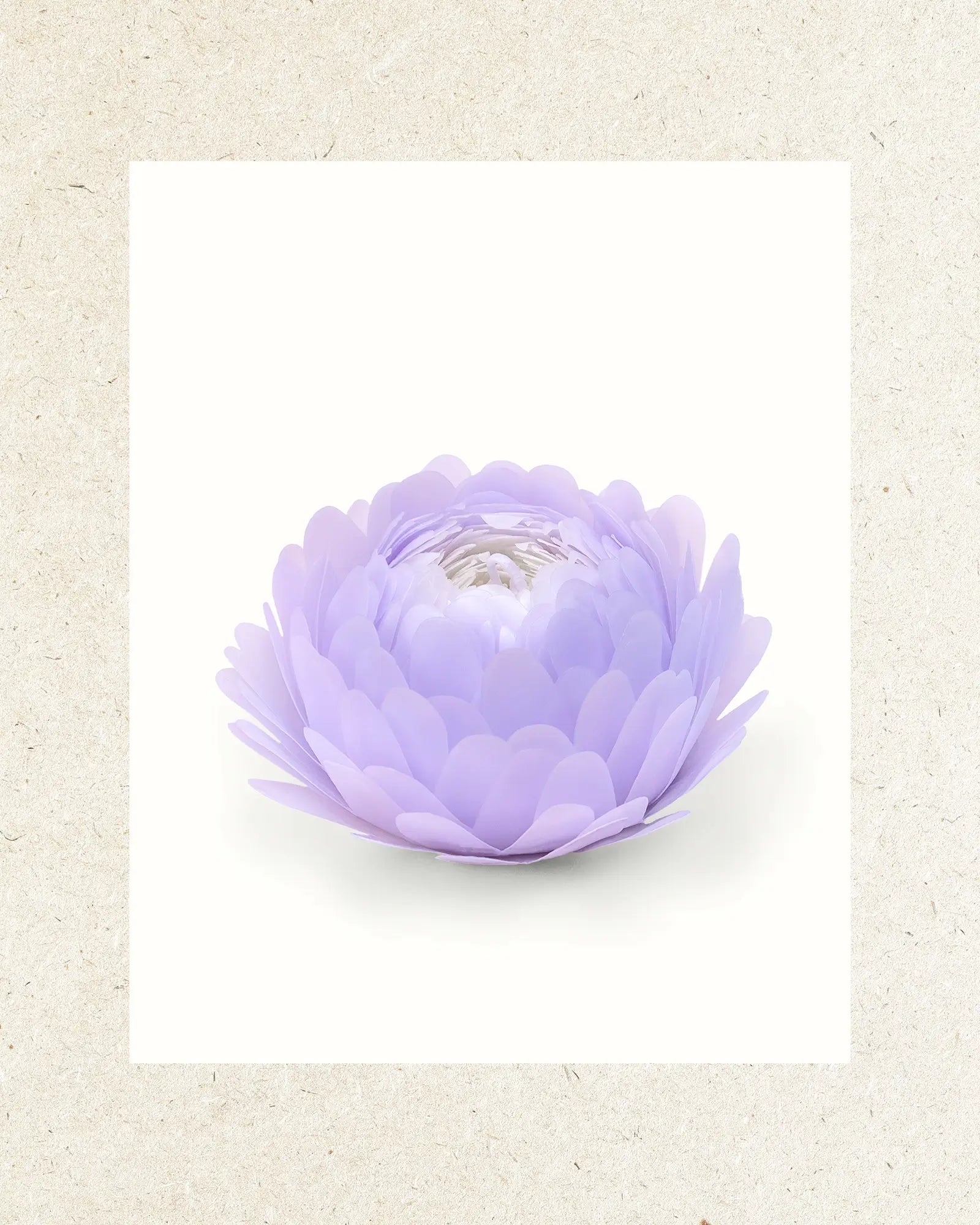 Lavender | Lavender Driftwood
