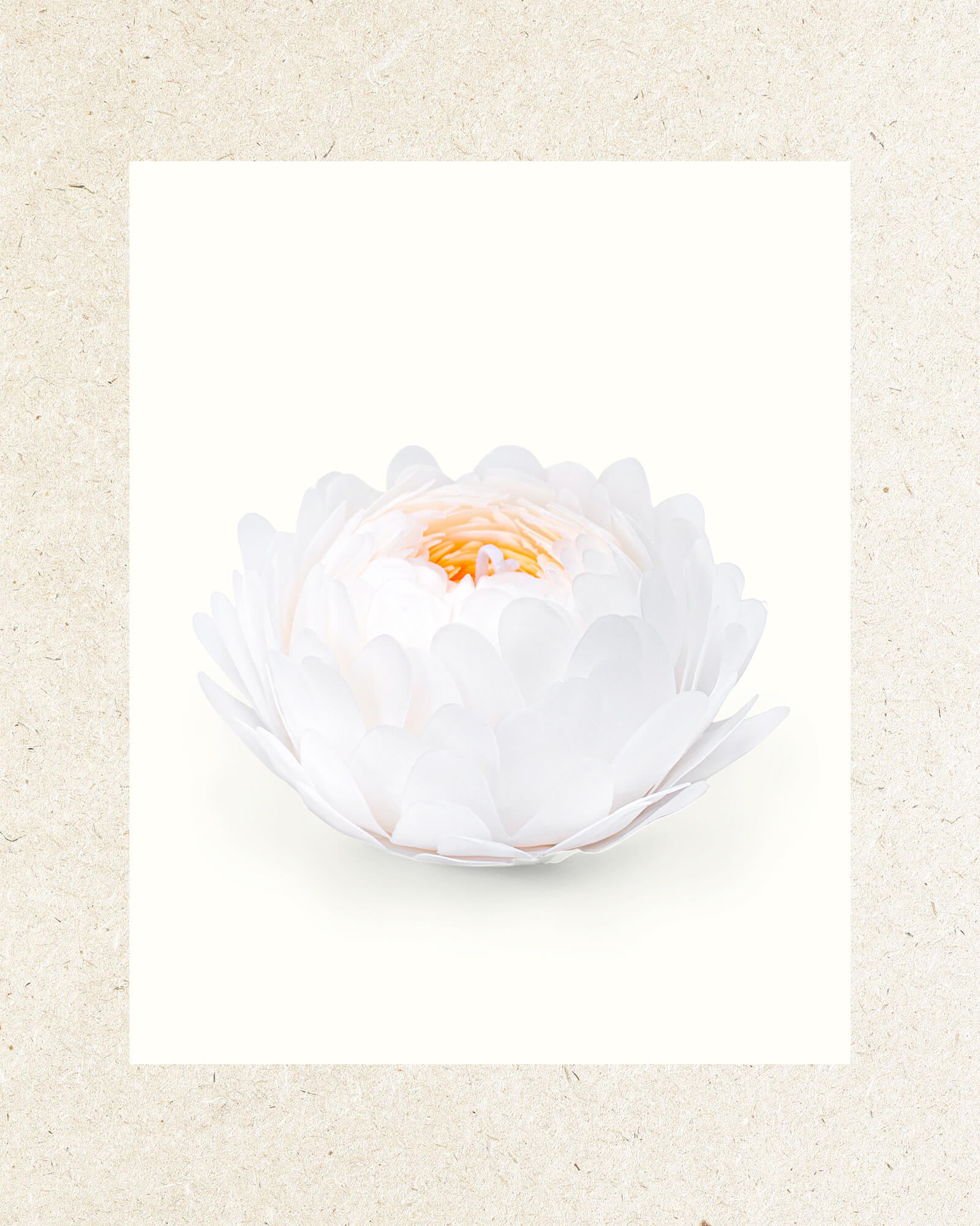 Ivory | White Tea