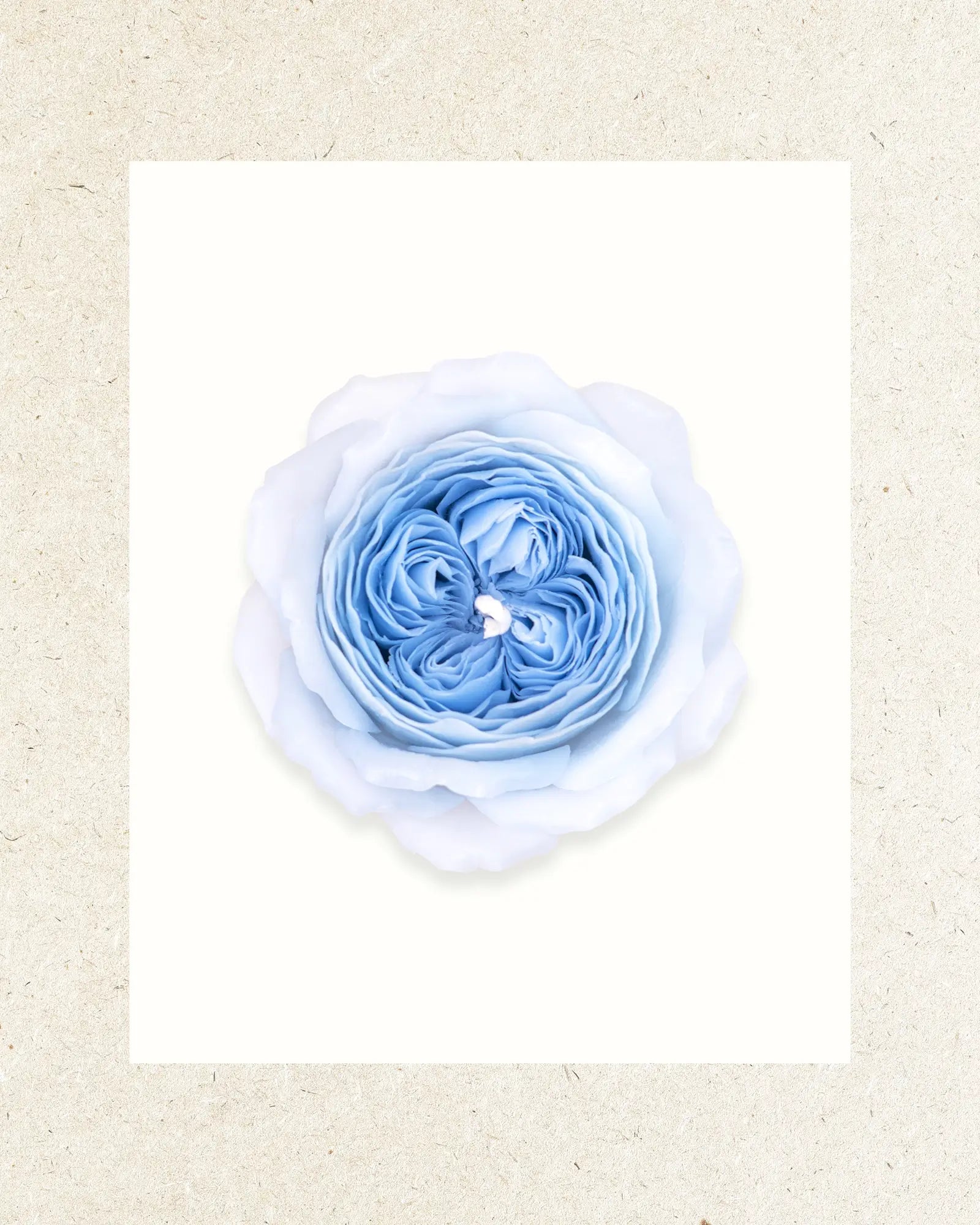 Soft Blue | White Tea