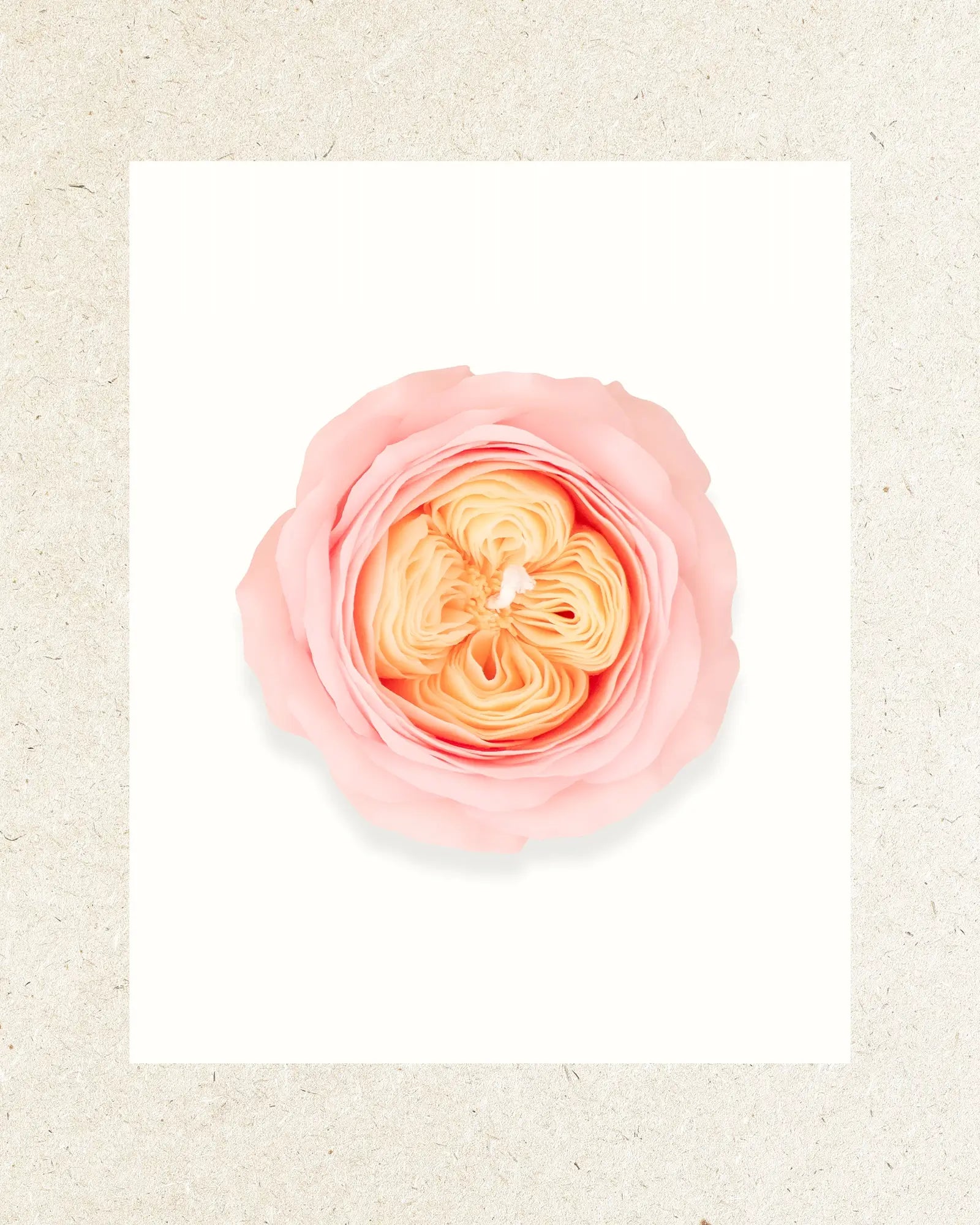 Pink | Japanese Cherry Blossom