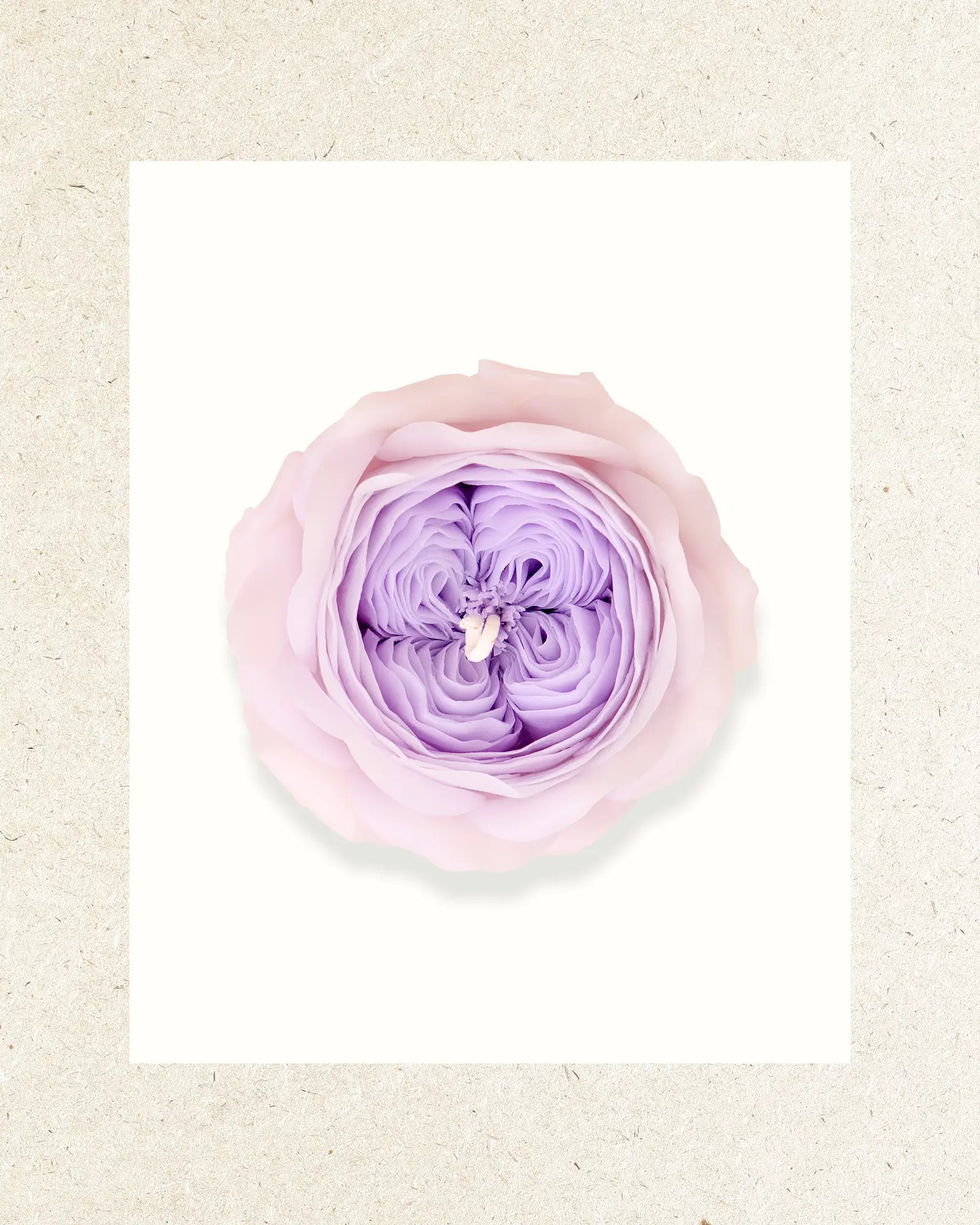 Purple | Magnolia and Peony