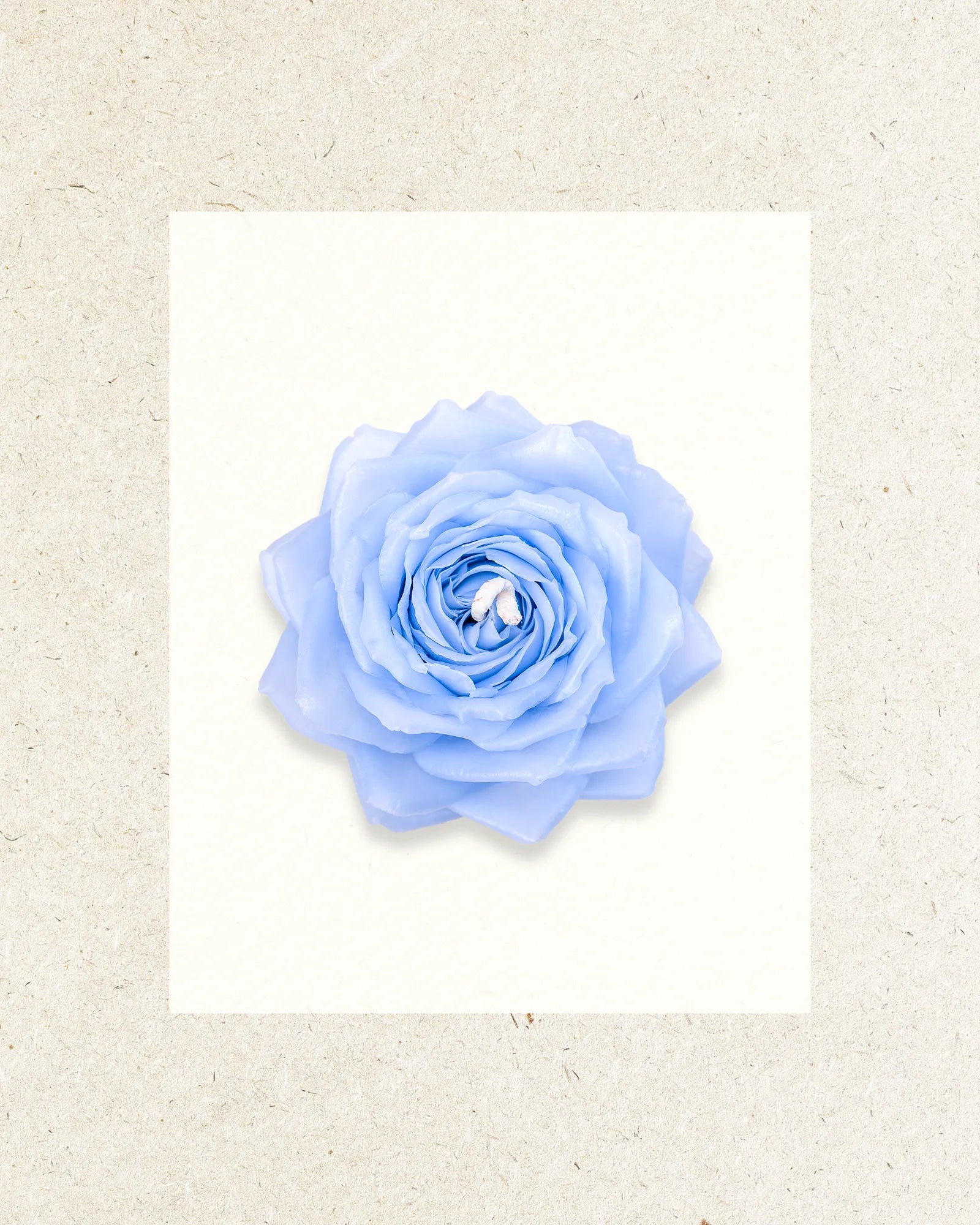 Blue | White Tea